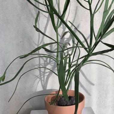 Gri beton arka planda siyah yapraklı beyaz seramik kap, kapat, boşluğu kopyala.