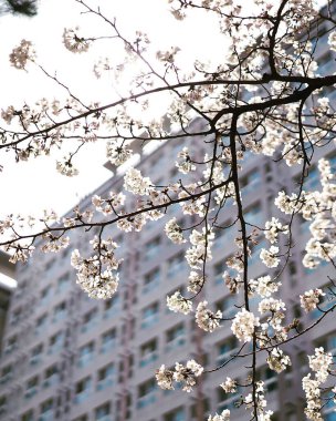 Bahçede kiraz çiçekleri