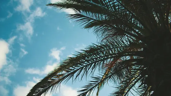 Güzel palmiye yaprakları manzarası