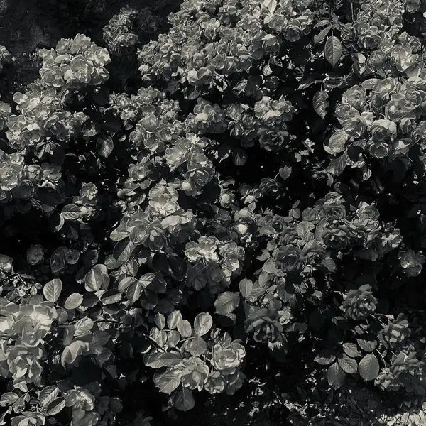 Siyah ve beyaz yaprakların soyut arkaplanı