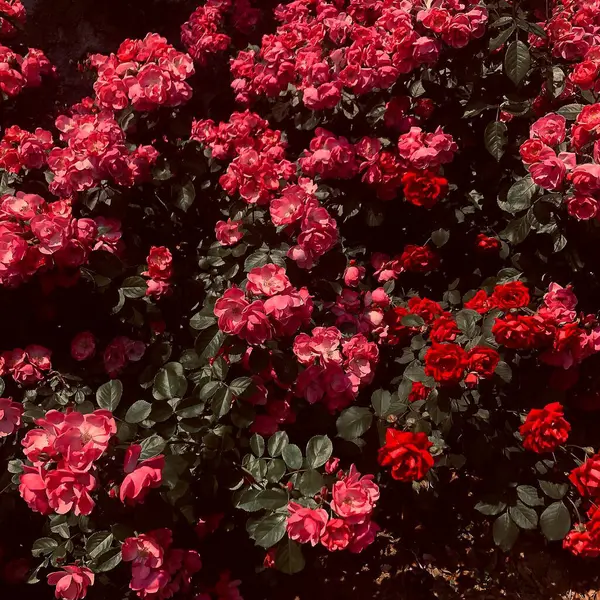 Parktaki güzel güller