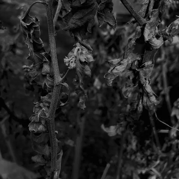 Ormandaki bir ağacın siyah beyaz fotoğrafı.