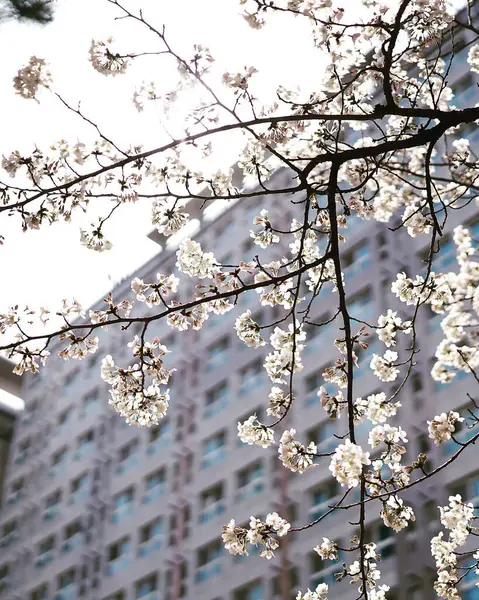 Bahçede kiraz çiçekleri