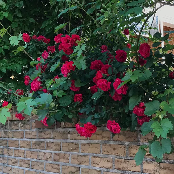 Bahçedeki güzel çiçekler