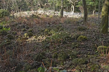 Ormanın güzel manzarası