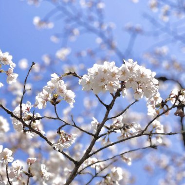 Japonya 'da güzel kiraz çiçekleri