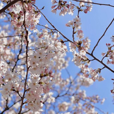 Bahçedeki ağaçta güzel bahar çiçekleri