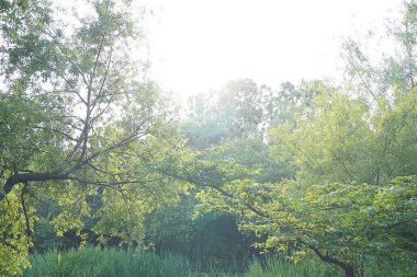 Parkın güzel manzarası
