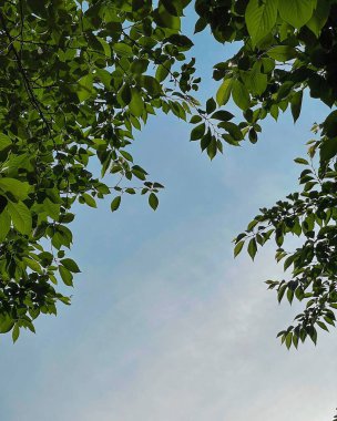 Ağaçtaki yeşil yapraklar