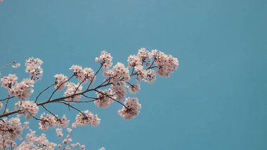 İlkbaharda kiraz çiçeği