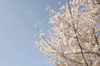 kiraz çiçekleri, beyaz sakura çiçekleri, bahar mevsimi, kiraz ağacı, kiraz çiçeği