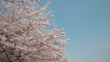 Bahçede güzel bahar çiçekleri