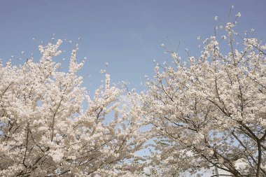 Bahçede güzel bahar çiçekleri