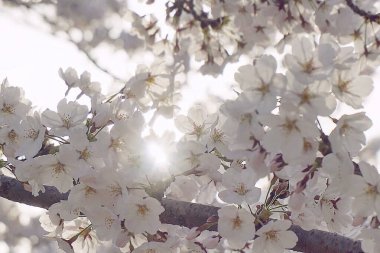 Bahar çiçekleri, bitki örtüsü ve doğa