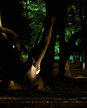 Ormandaki ağaç dalları, Flora