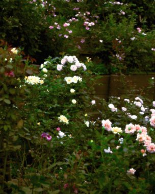 Güzel botanik fotoğrafı, doğal duvar kağıdı.