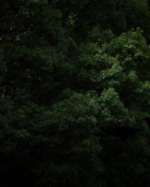 Ormanda yeşil yapraklar. Bitki örtüsü, bitki örtüsü, orman.