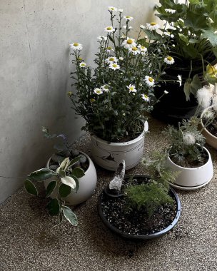 Beyaz arka planda saksılarda güzel çiçekler