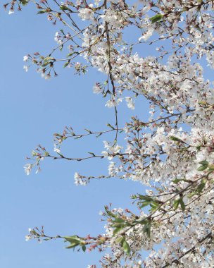 İlkbaharda kiraz çiçeği