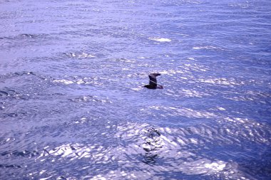 Deniz suyu, doğa bitki örtüsü.