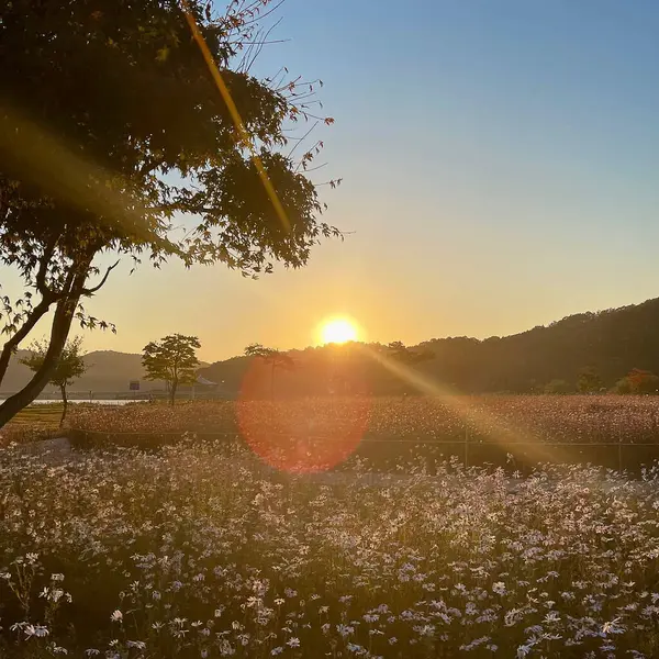 Çiçek tarlası ve büyük bir ağacı olan güzel bir manzara.