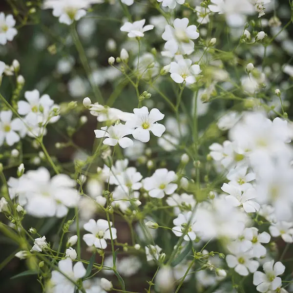 Bahçedeki beyaz çiçekleri kapat.