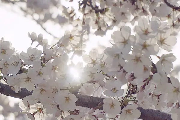 Bahar çiçekleri, bitki örtüsü ve doğa