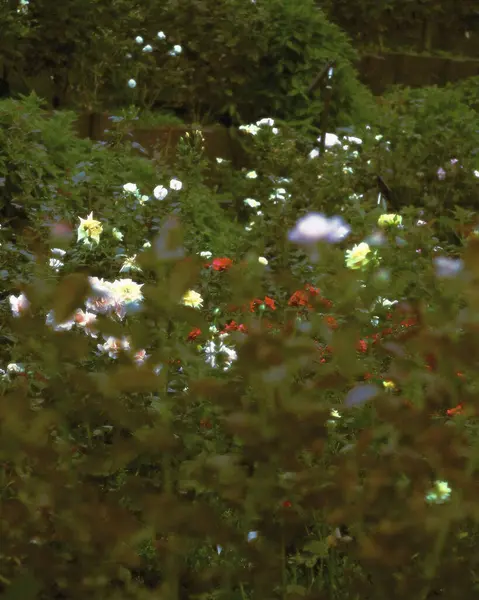 Bahçedeki güzel çiçekler