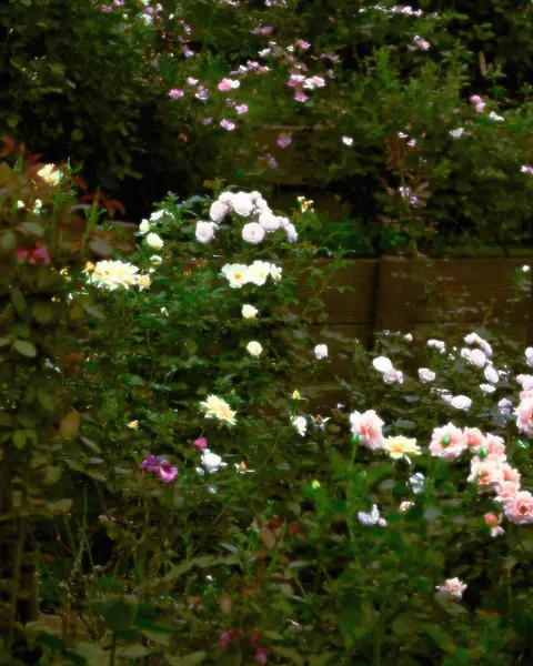 Güzel botanik fotoğrafı, doğal duvar kağıdı.