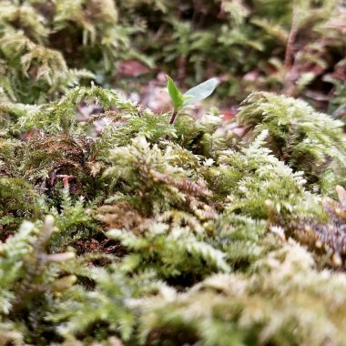 Ormandaki ağaçta yosun.