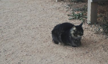 Bahçedeki kara kedi