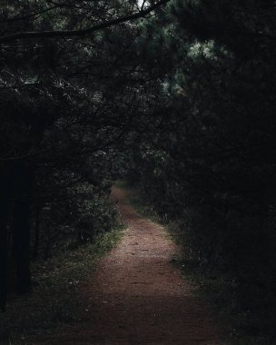 Karanlık orman ve yol