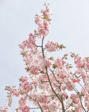 Beyaz arka planda güzel pembe çiçekler