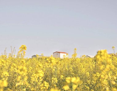 sarı tecavüz alanı, tarım