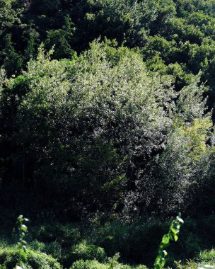 Ormanda yeşil ağaçlar