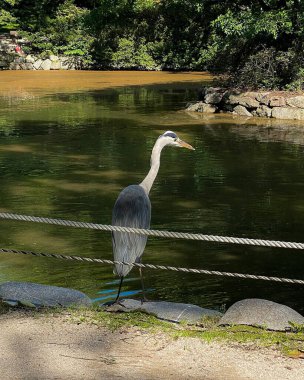 Japon beyaz kuğusu (cyan cyus) Japon parkında