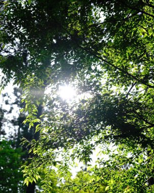 Ormanda yeşil yapraklar