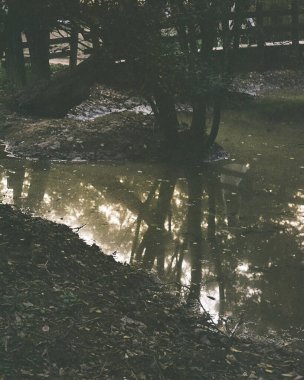 Ormanın güzel manzarası