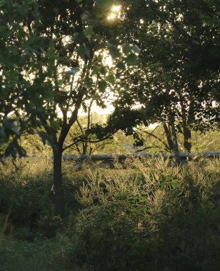 Parkın güzel manzarası