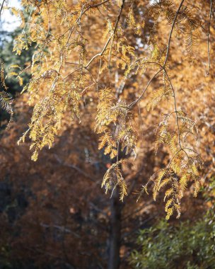 Parkta sonbahar yaprakları