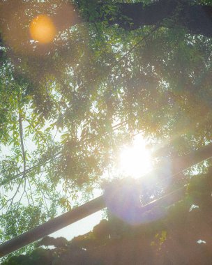 Ormanın güzel manzarası