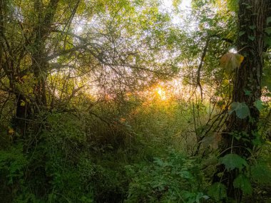 Sonbahar manzarası. Sabah güzel bir orman