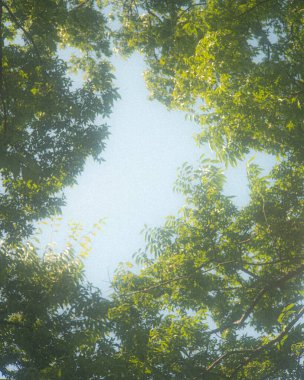 Ormanda yeşil yapraklar