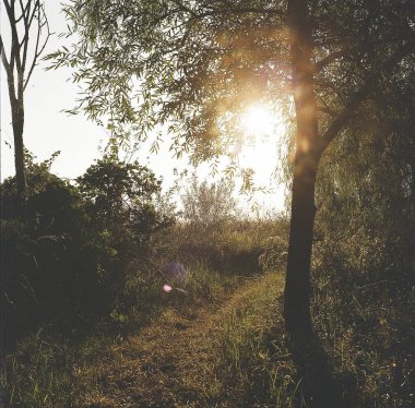 Ormanda güzel bir gün batımı.