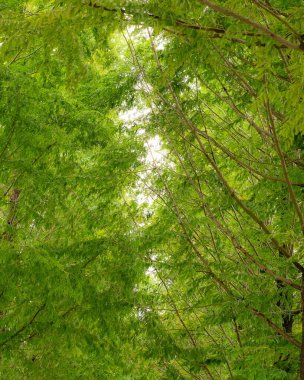 green forest in summer day