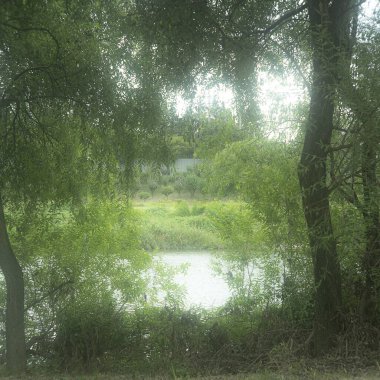 Ormanın ortasında bir nehir ve ağaç olan yaz manzarası.