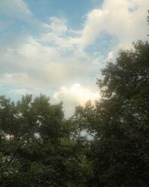 Ormandaki ağaç dalları