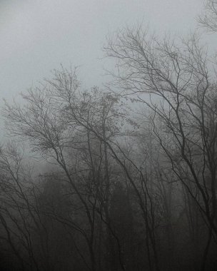 Ormanda ağaç dalları, doğa ve