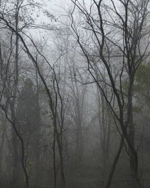 Ormanın güzel manzarası