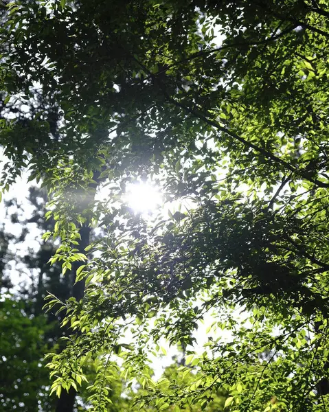 Ormanda yeşil yapraklar